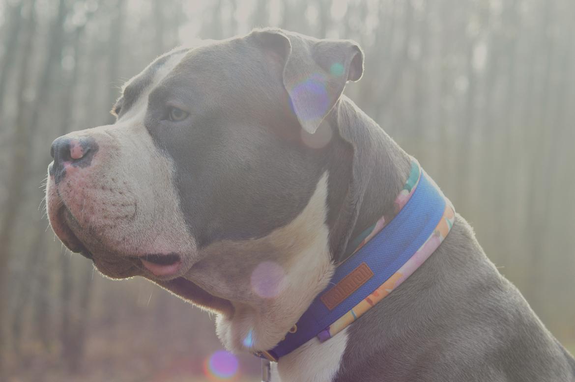 American Bully Harley billede 1