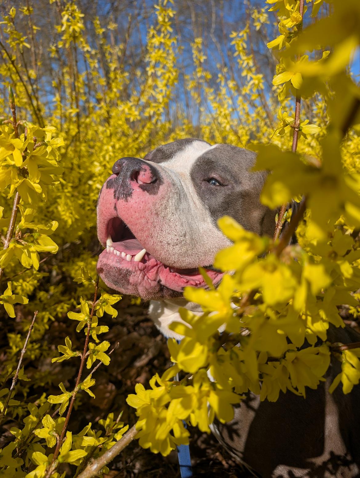 American Bully Harley billede 2