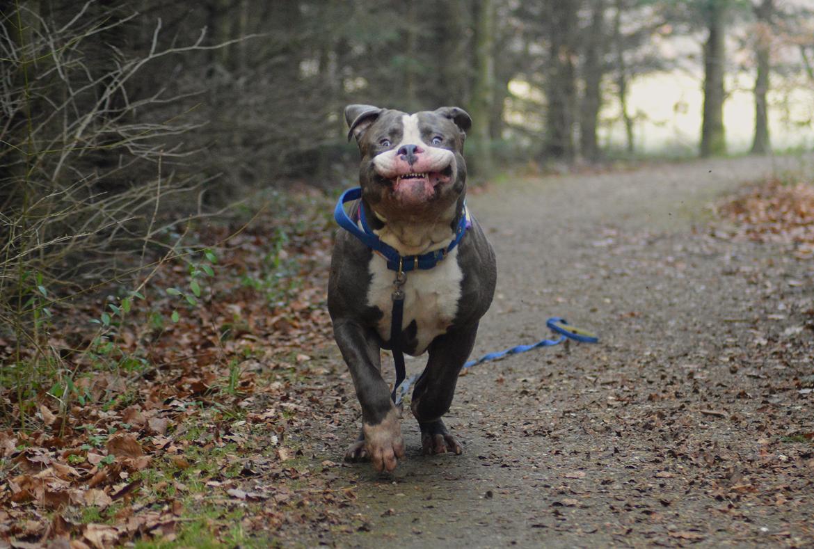American Bully Harley billede 3