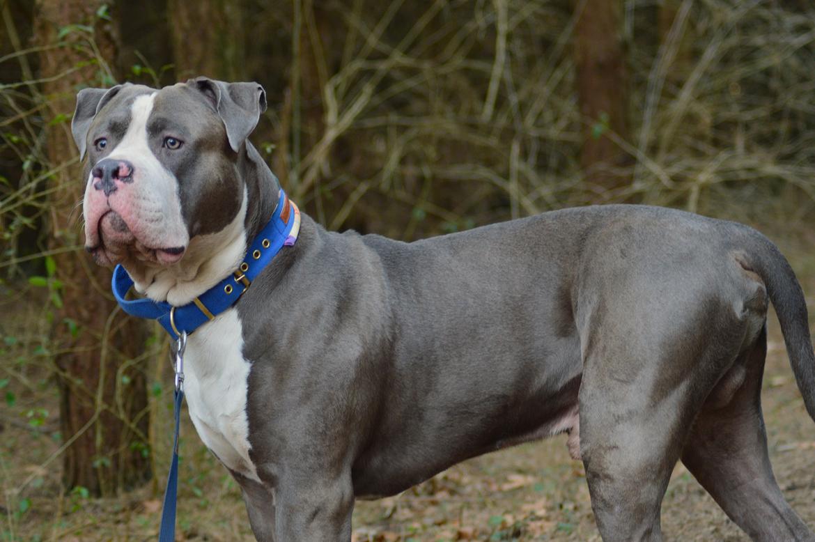 American Bully Harley billede 4