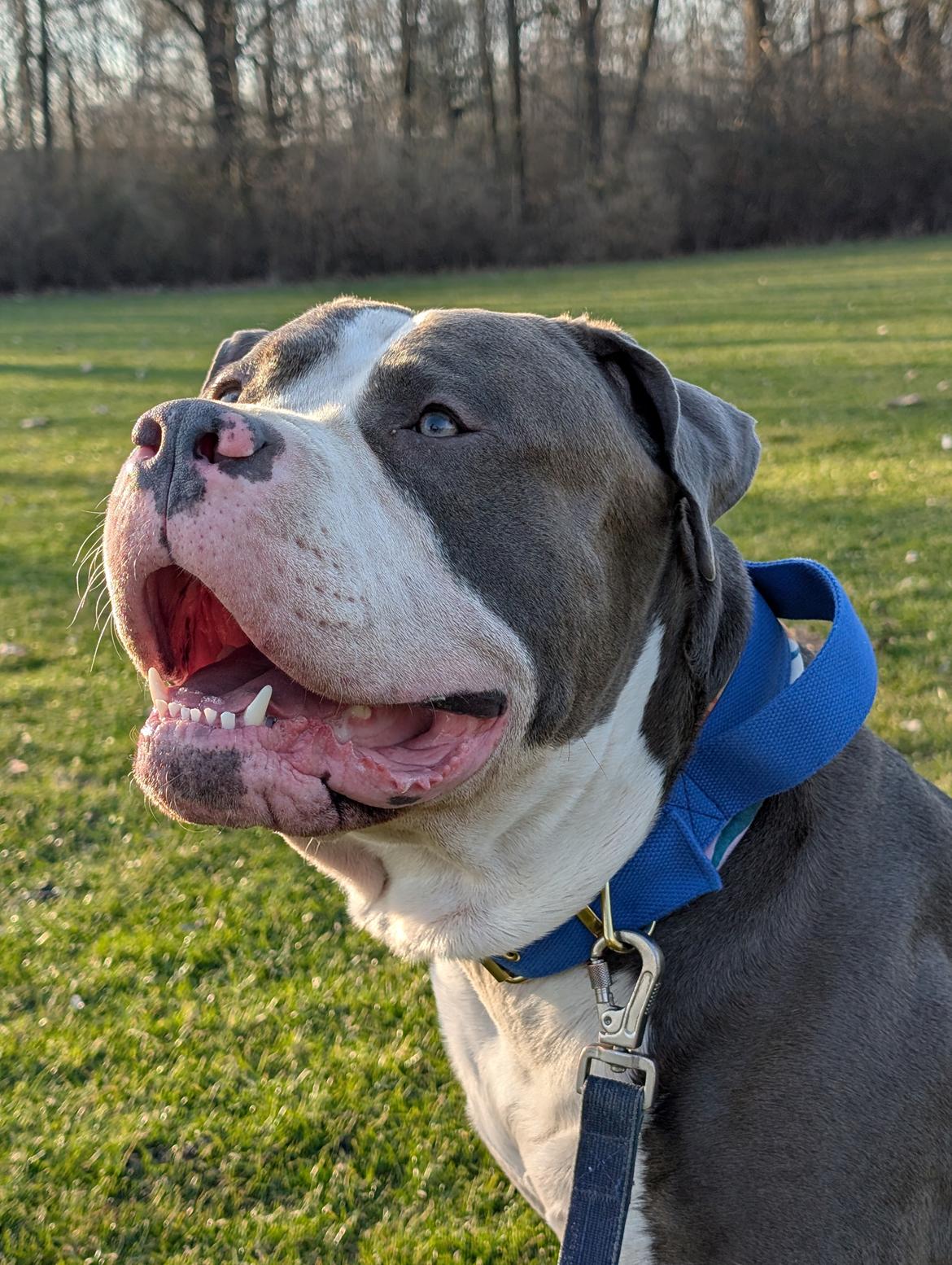 American Bully Harley billede 5