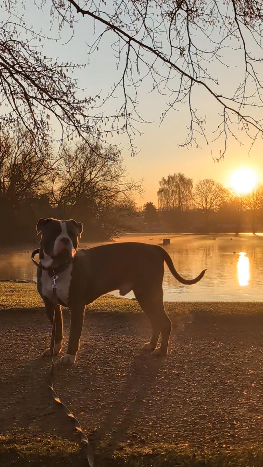 American Bully Harley billede 6