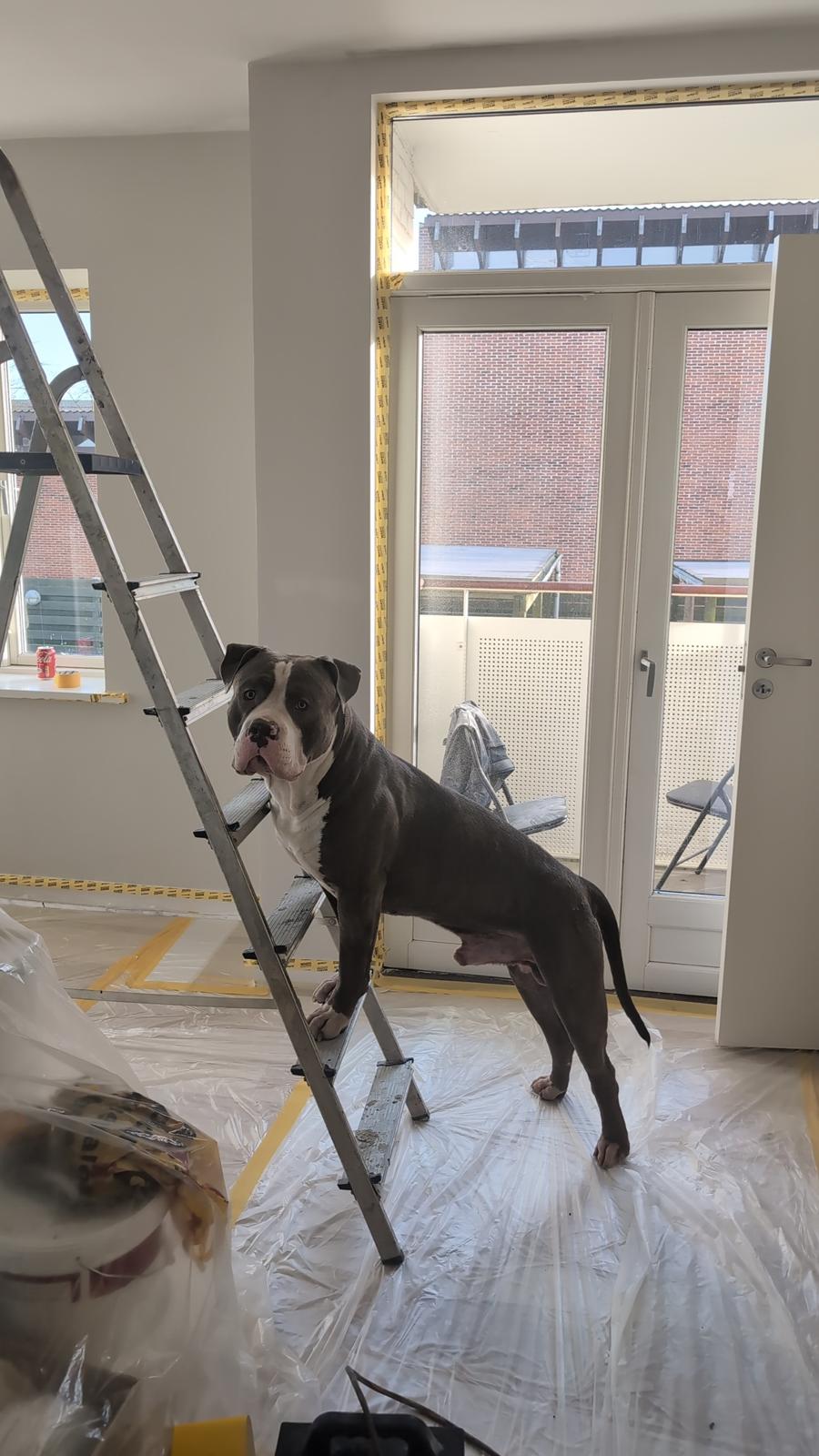 American Bully Harley billede 7