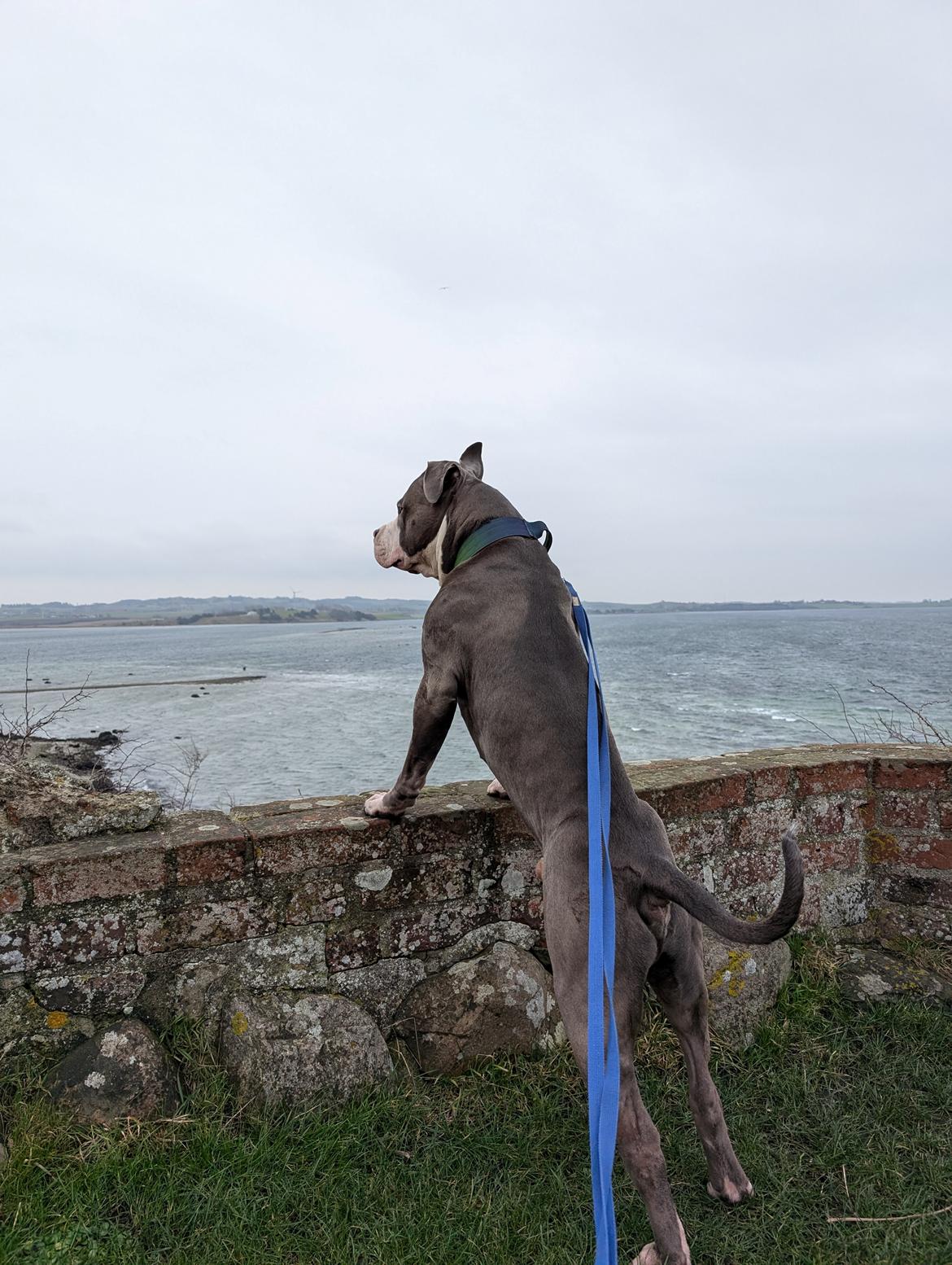American Bully Harley billede 8