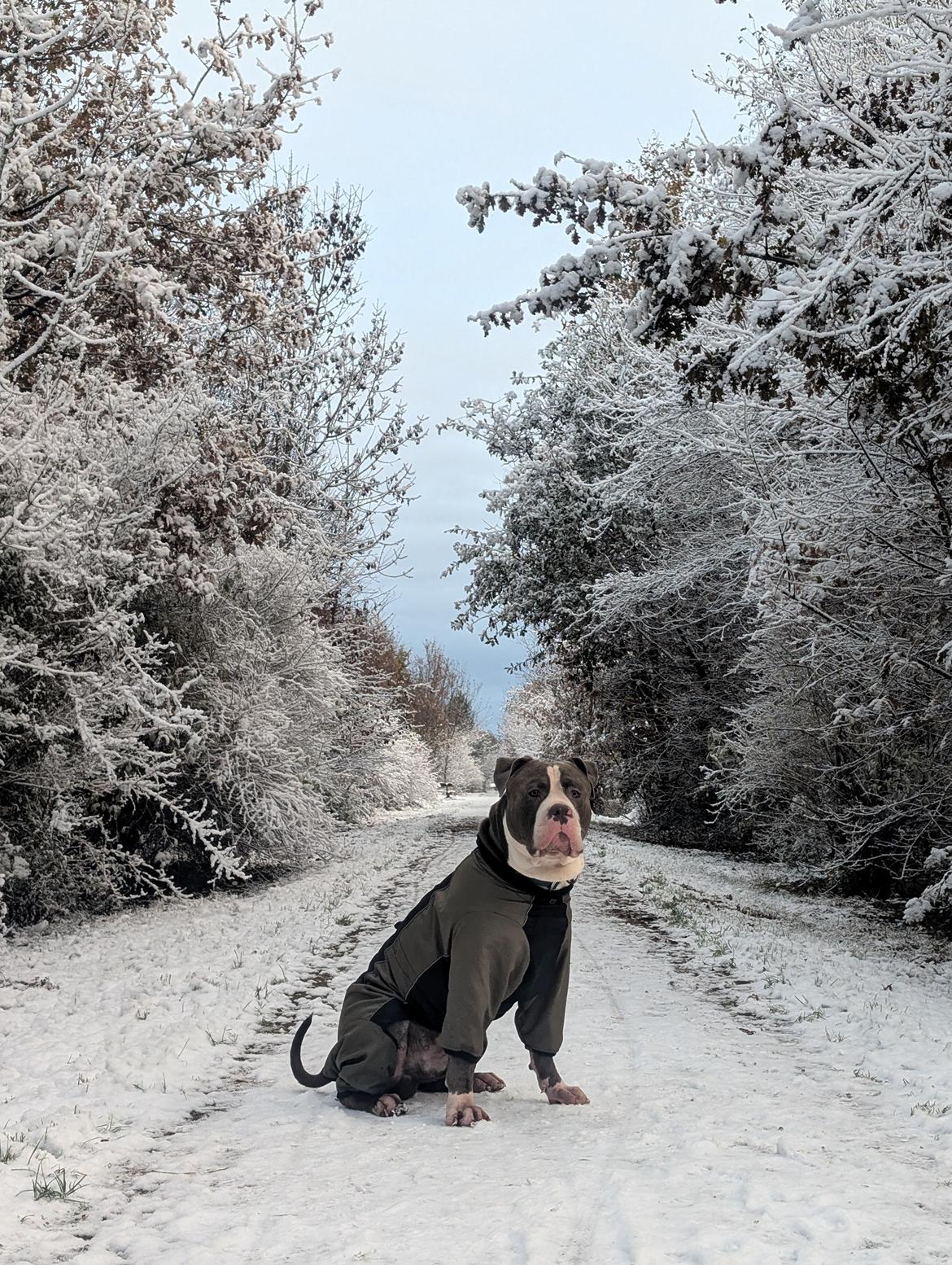 American Bully Harley billede 9