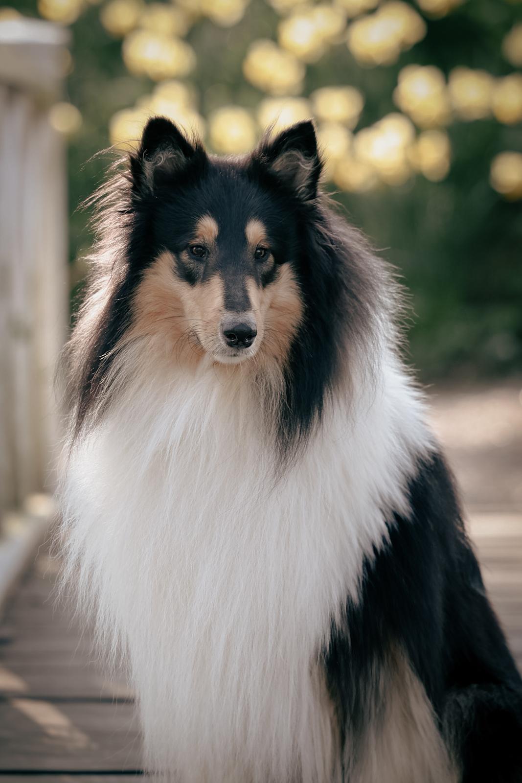 Collie langhåret Chase billede 1