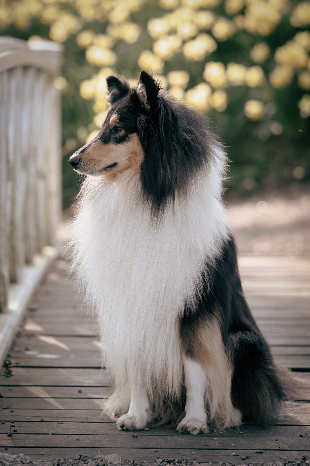 Collie langhåret Chase billede 2