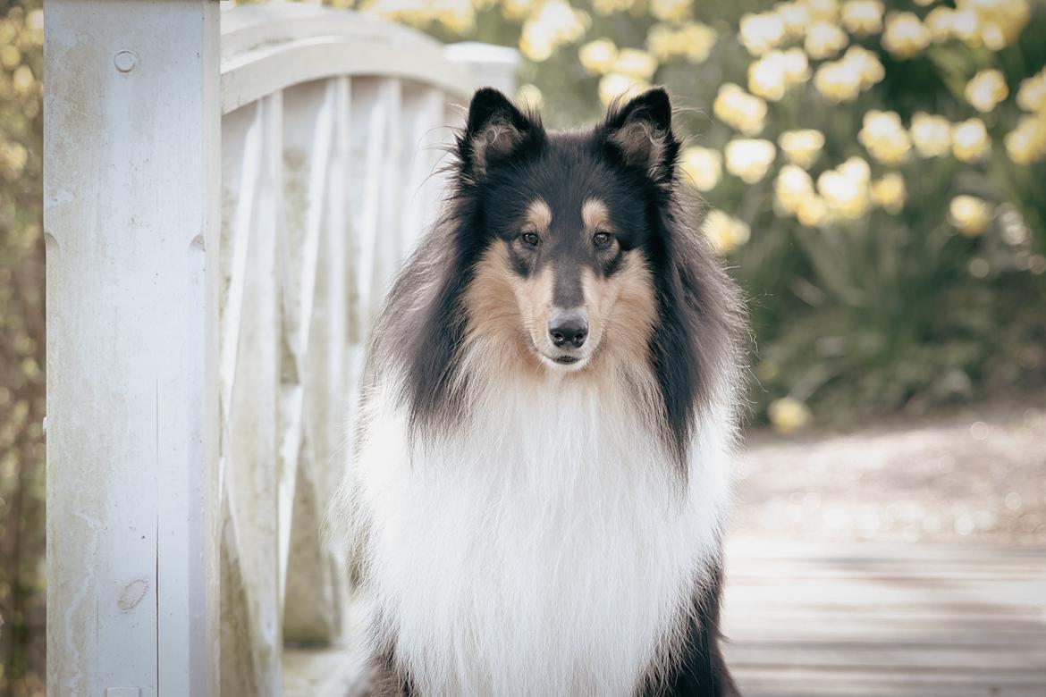 Collie langhåret Chase billede 3
