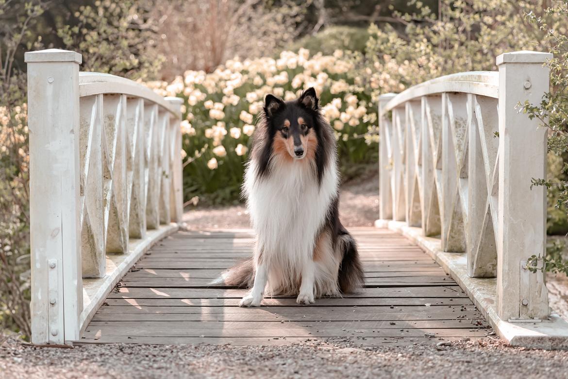 Collie langhåret Chase billede 5