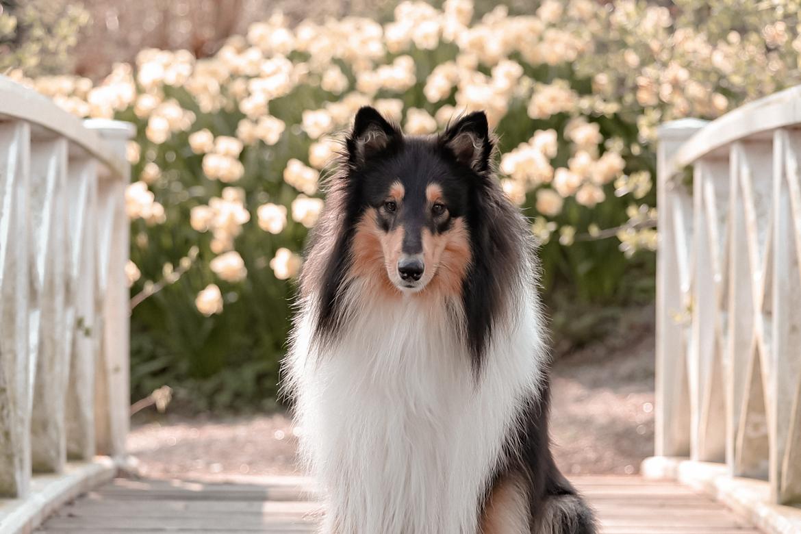 Collie langhåret Chase billede 4