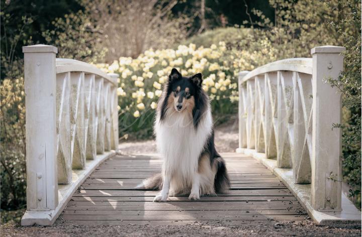 Collie langhåret Chase billede 6