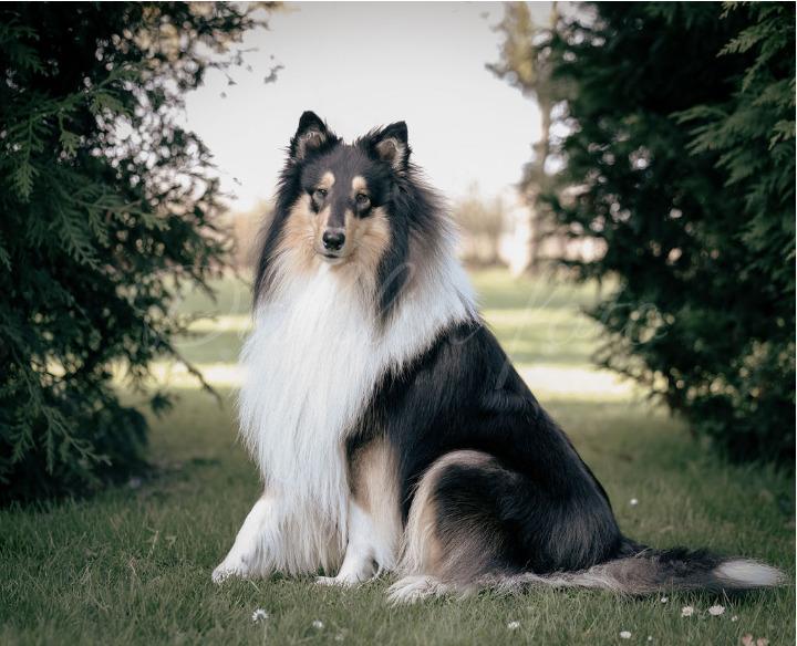 Collie langhåret Chase billede 7