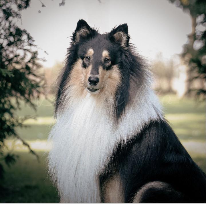 Collie langhåret Chase billede 8