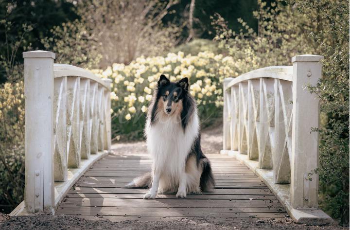 Collie langhåret Chase billede 9