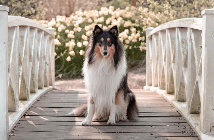 Collie langhåret Chase billede 10