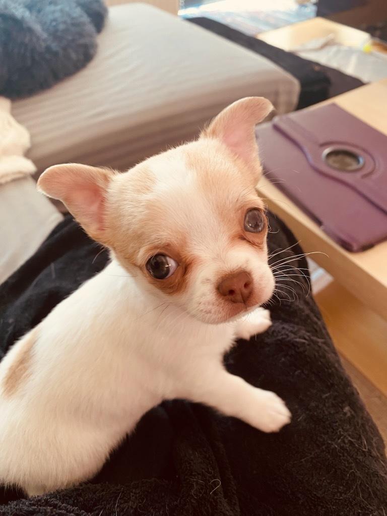 Chihuahua Zimba billede 1
