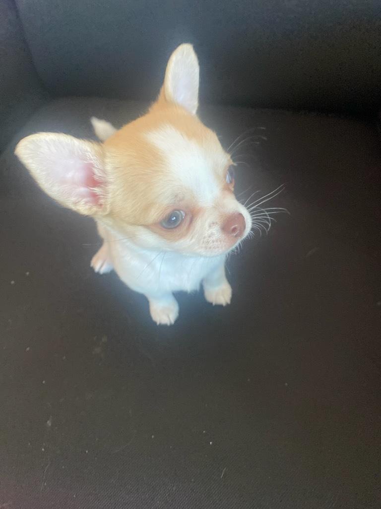 Chihuahua Zimba billede 2