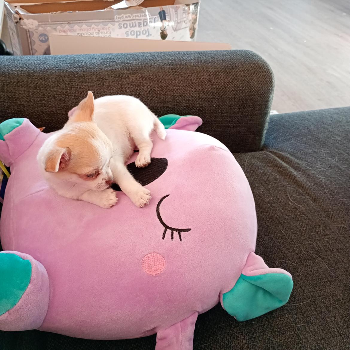 Chihuahua Zimba billede 3
