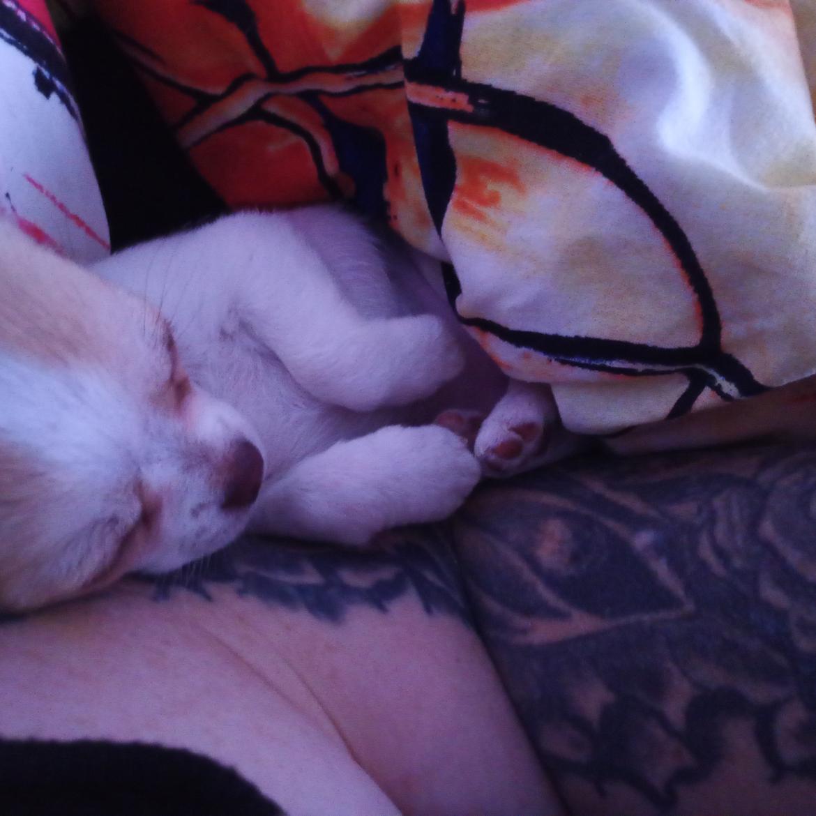 Chihuahua Zimba billede 5