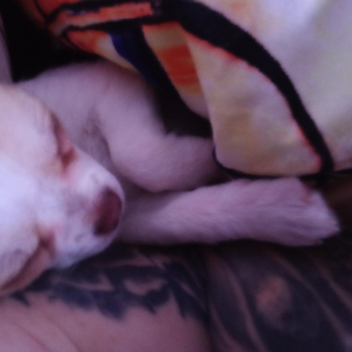Chihuahua Zimba billede 6