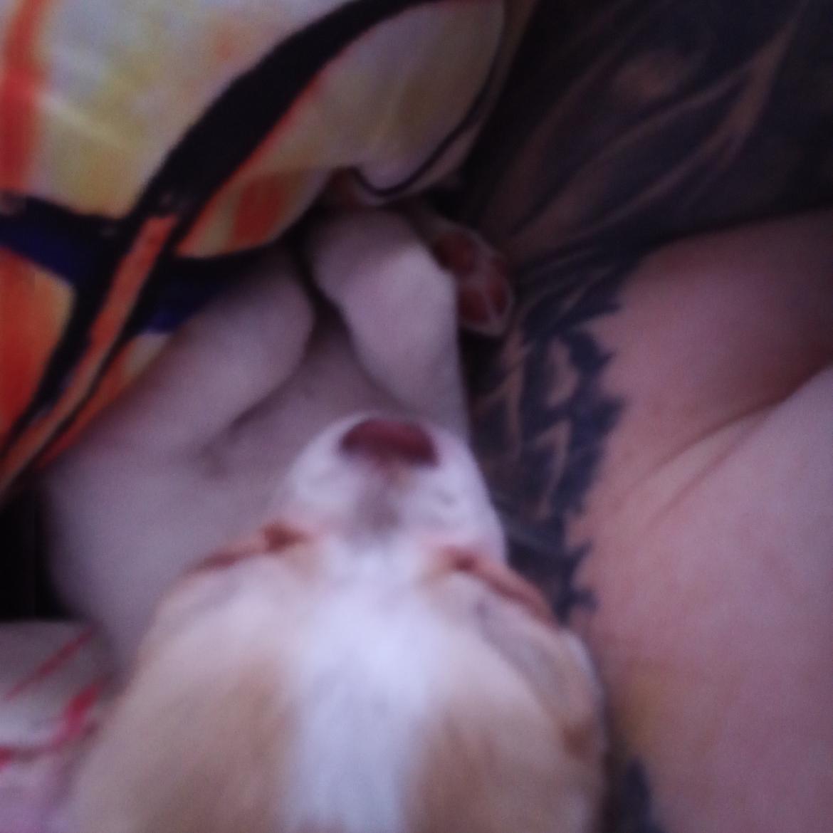 Chihuahua Zimba billede 4