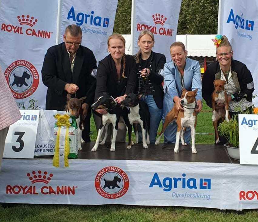 Rat Terrier Elly Plump´s I`LL KILLS THAT CAT (Hansen) billede 2