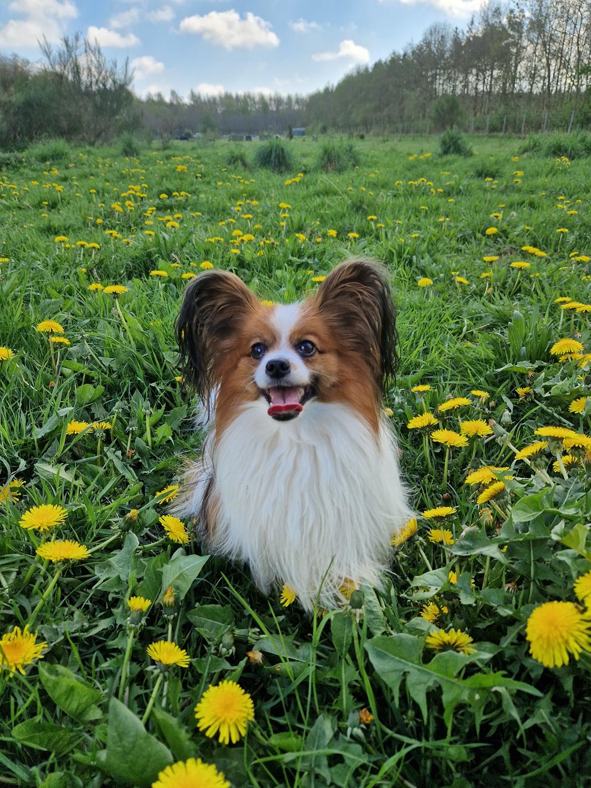 Papillon Mi'diliva's Don't stop believin' (Teemo)  billede 46