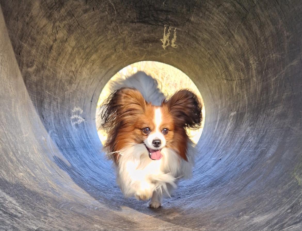 Papillon Mi'diliva's Don't stop believin' (Teemo)  billede 48