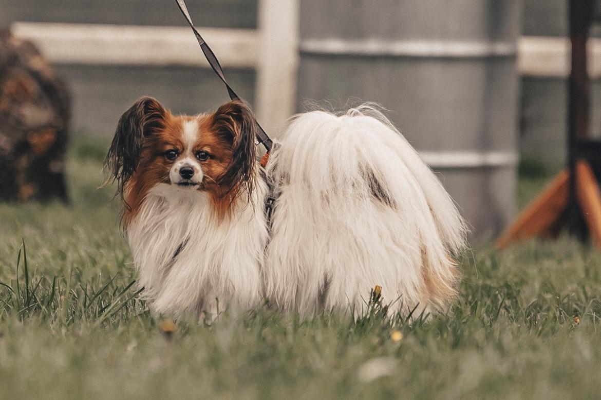 Papillon Mi'diliva's Don't stop believin' (Teemo)  billede 47