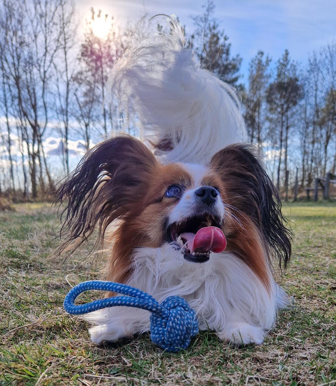 Papillon Mi'diliva's Don't stop believin' (Teemo)  billede 50