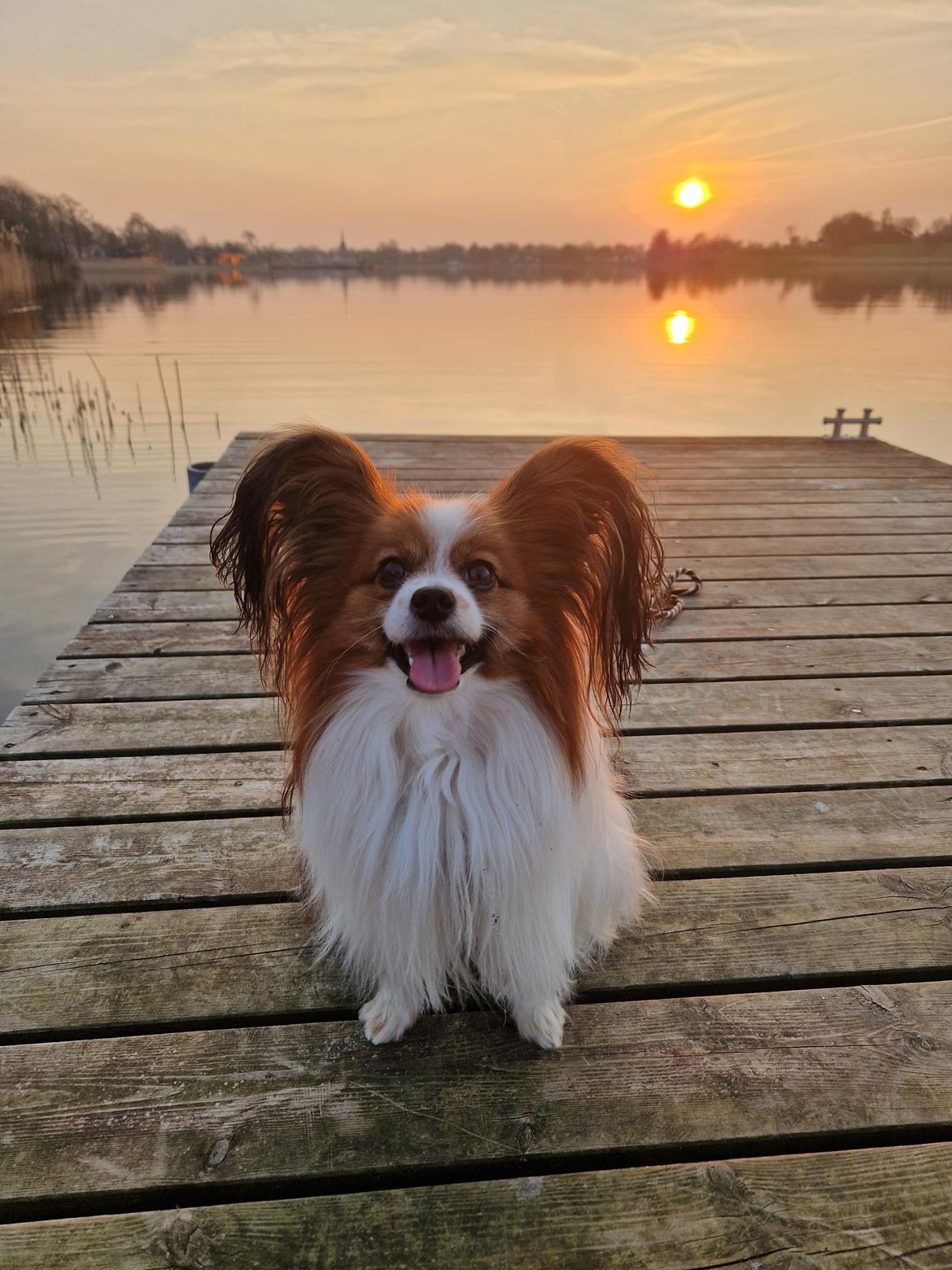 Papillon Mi'diliva's Don't stop believin' (Teemo)  billede 2