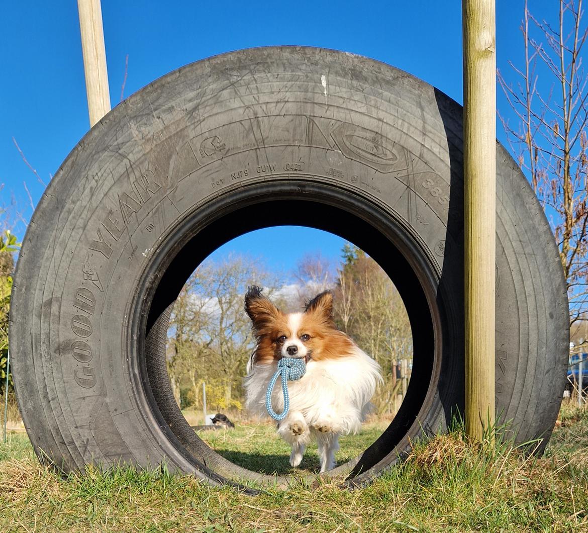 Papillon Mi'diliva's Don't stop believin' (Teemo)  billede 49