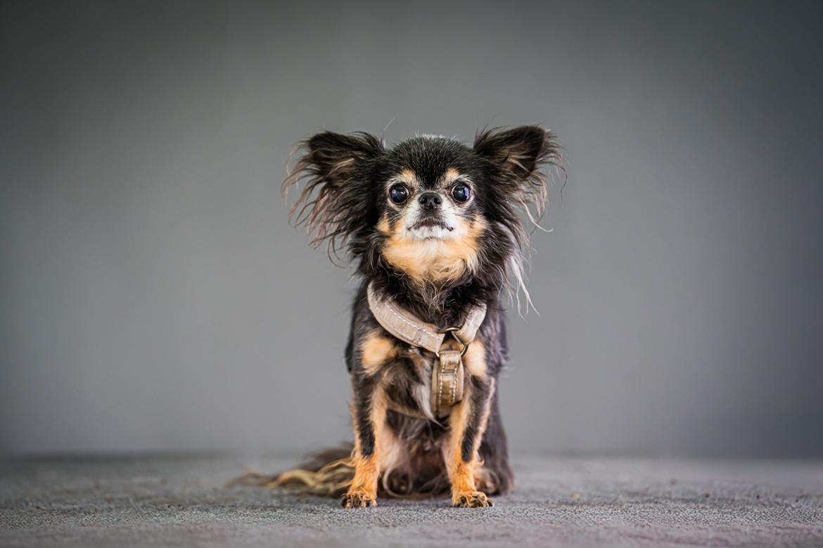 Chihuahua Lucky billede 1