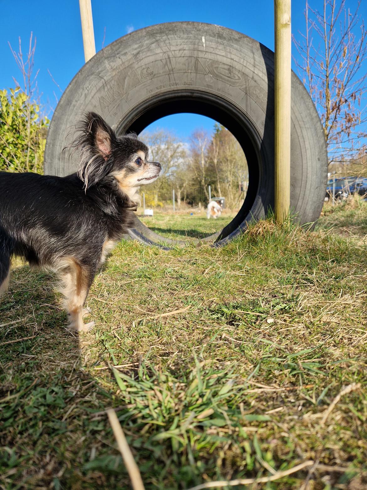 Chihuahua Lucky billede 47