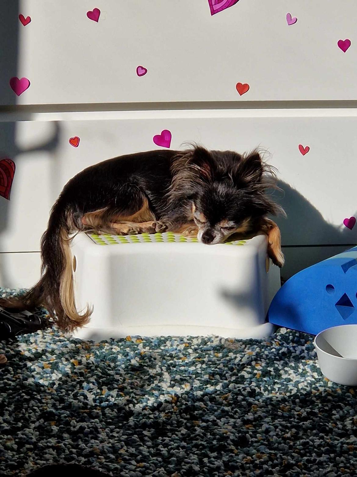 Chihuahua Lucky billede 49