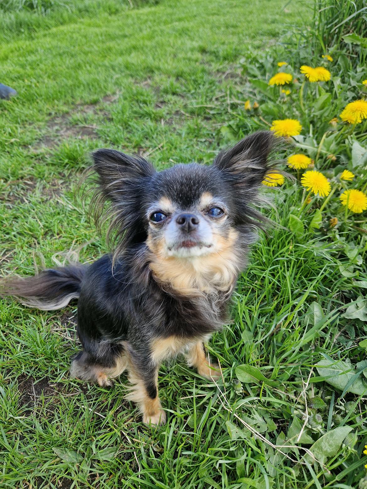 Chihuahua Lucky billede 48