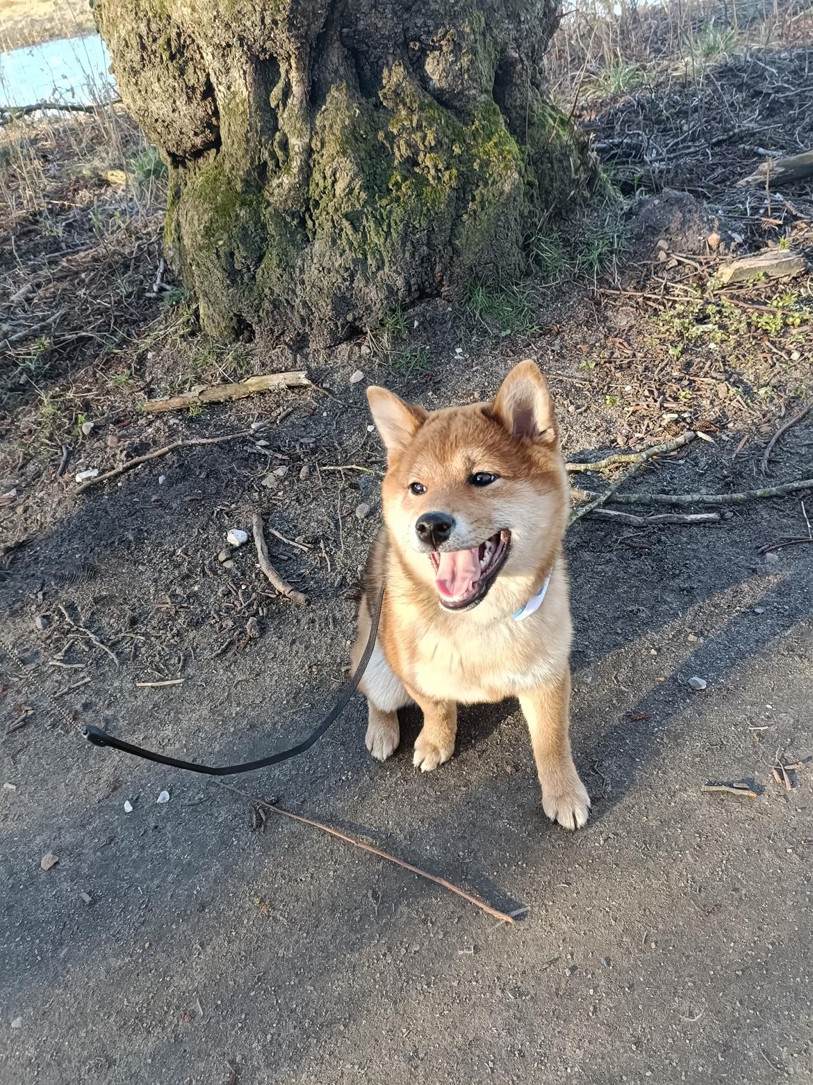 Shiba Pelle billede 2