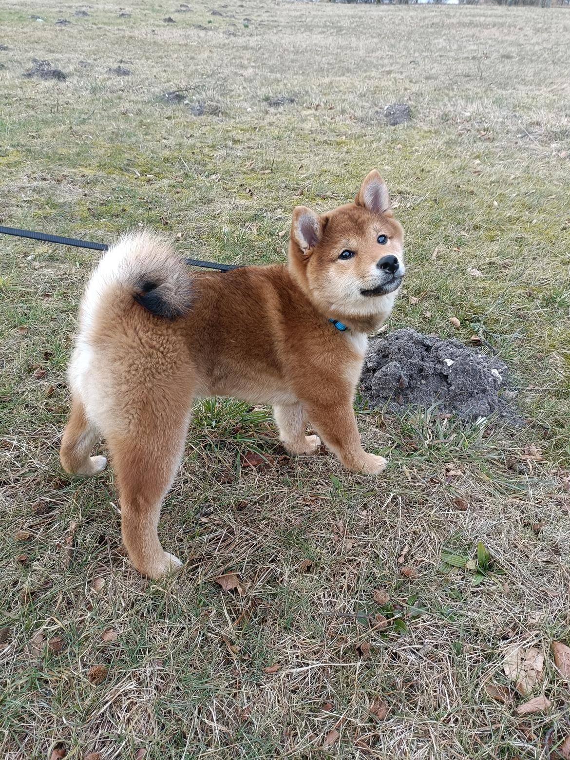 Shiba Pelle billede 5