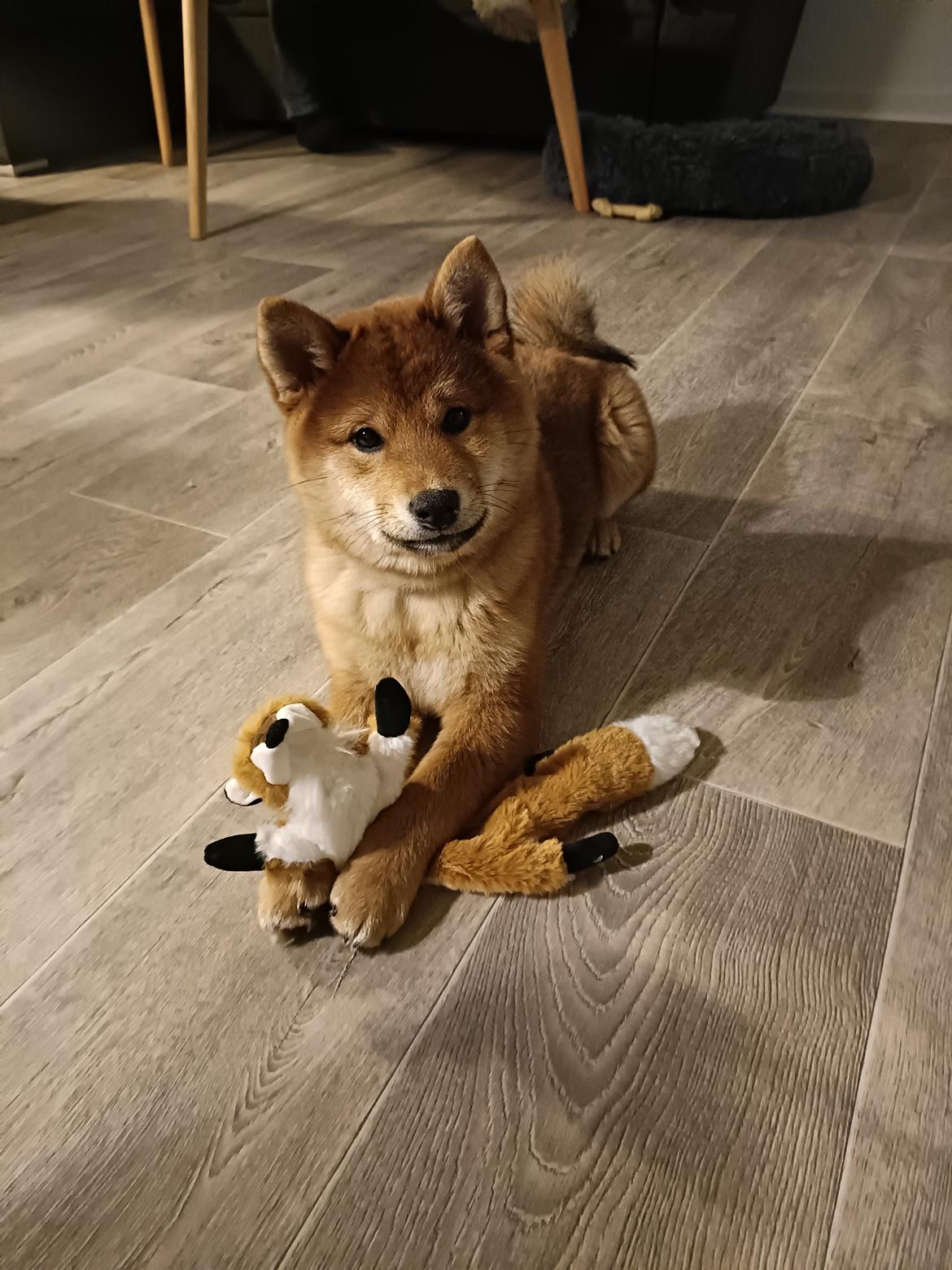 Shiba Pelle billede 6