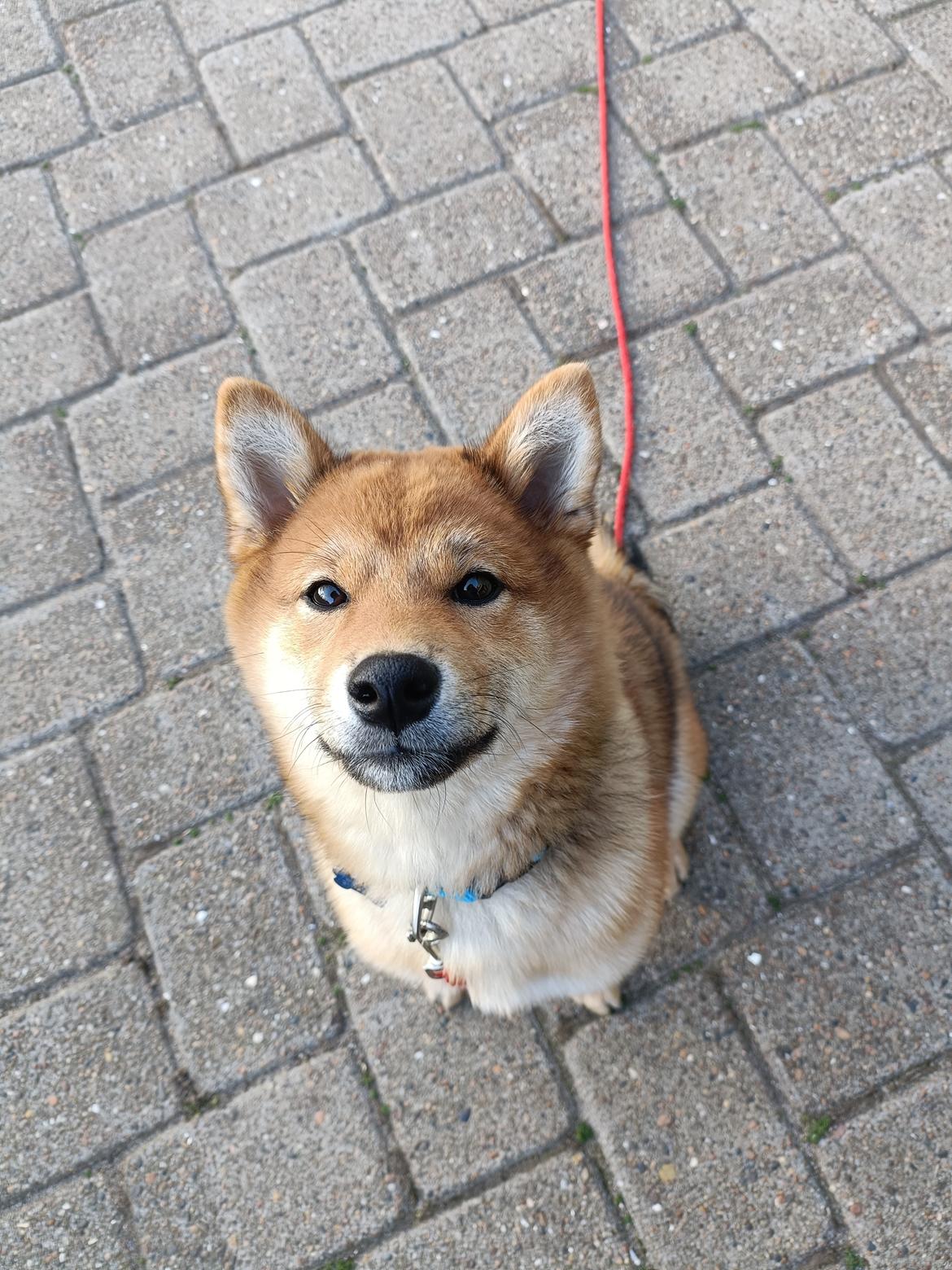 Shiba Pelle billede 1