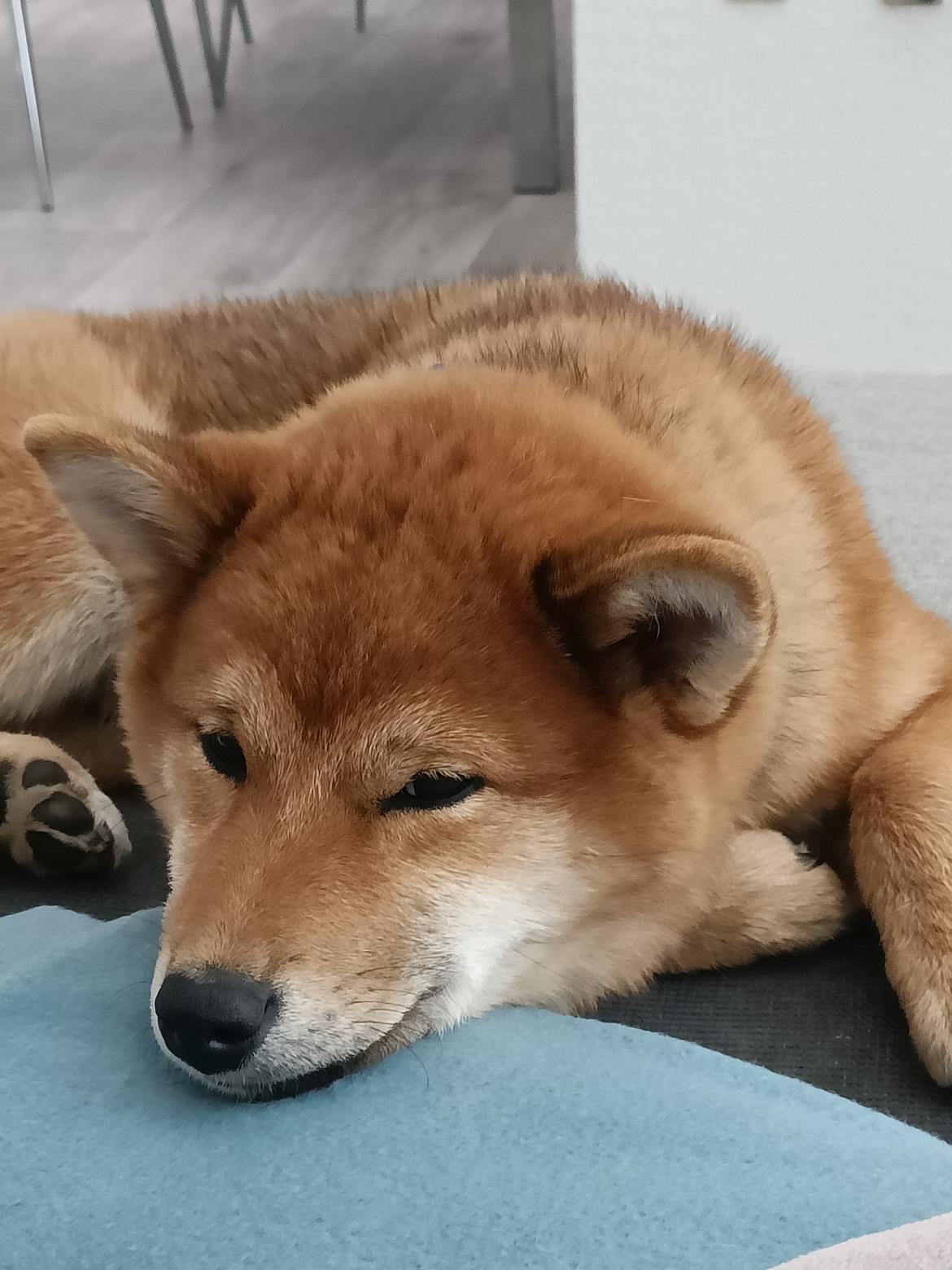 Shiba Pelle billede 3