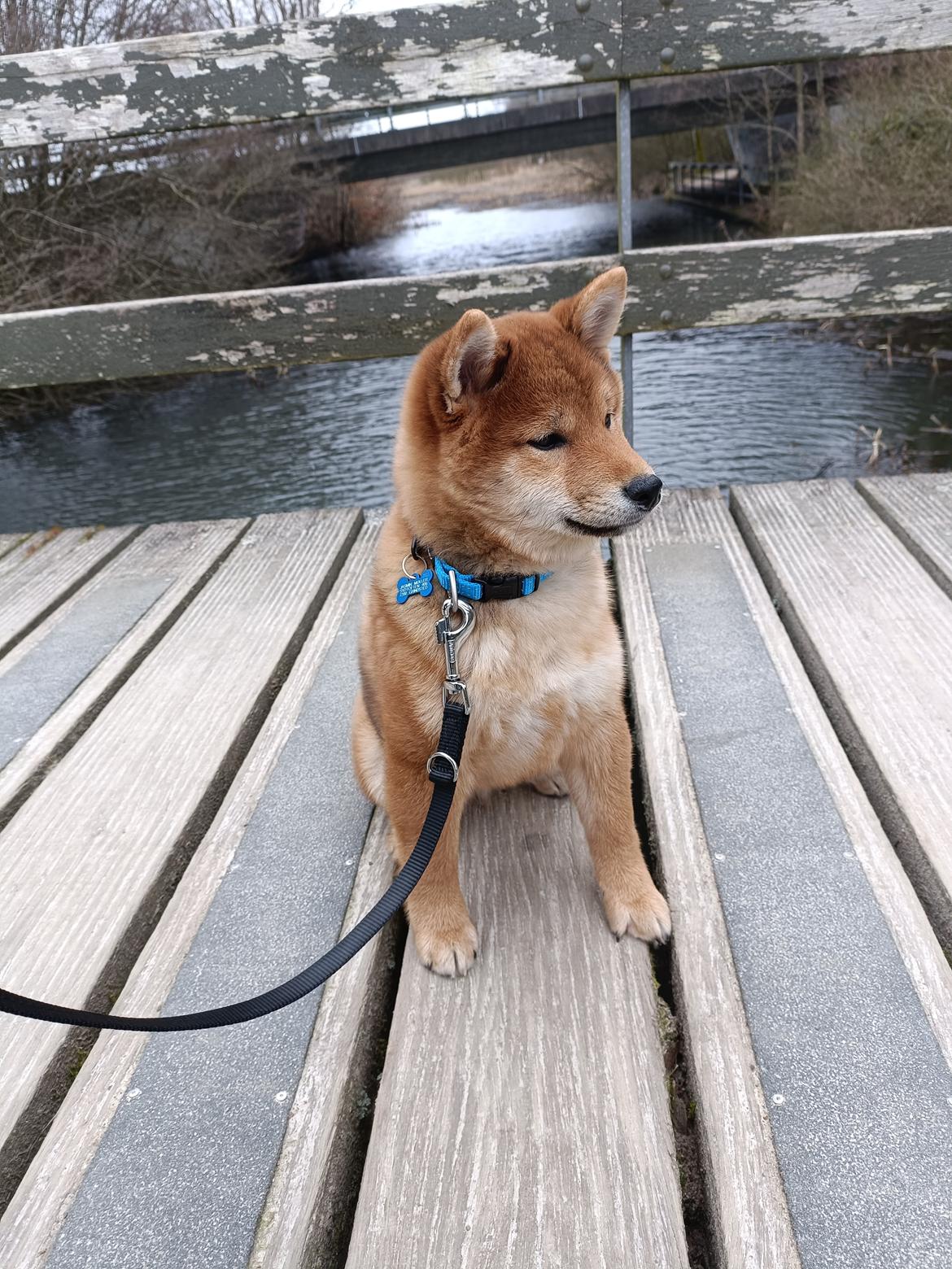 Shiba Pelle billede 4
