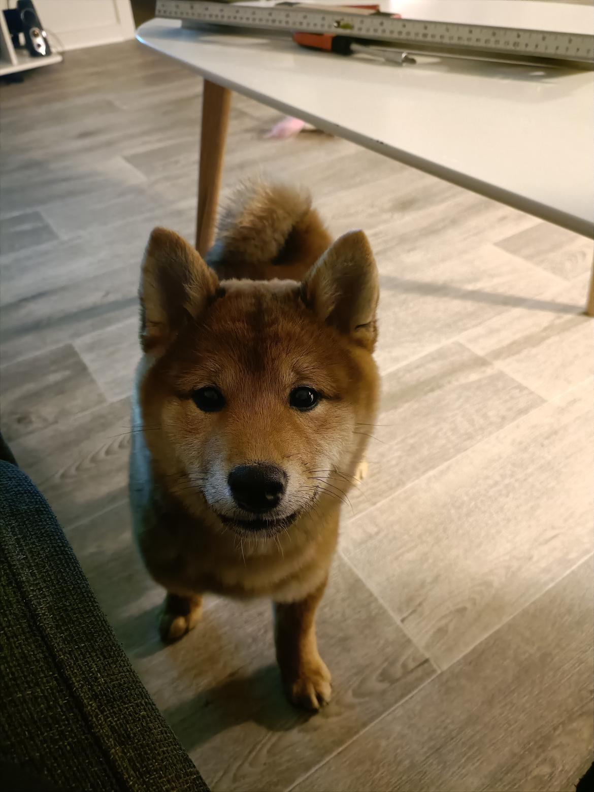 Shiba Pelle billede 7