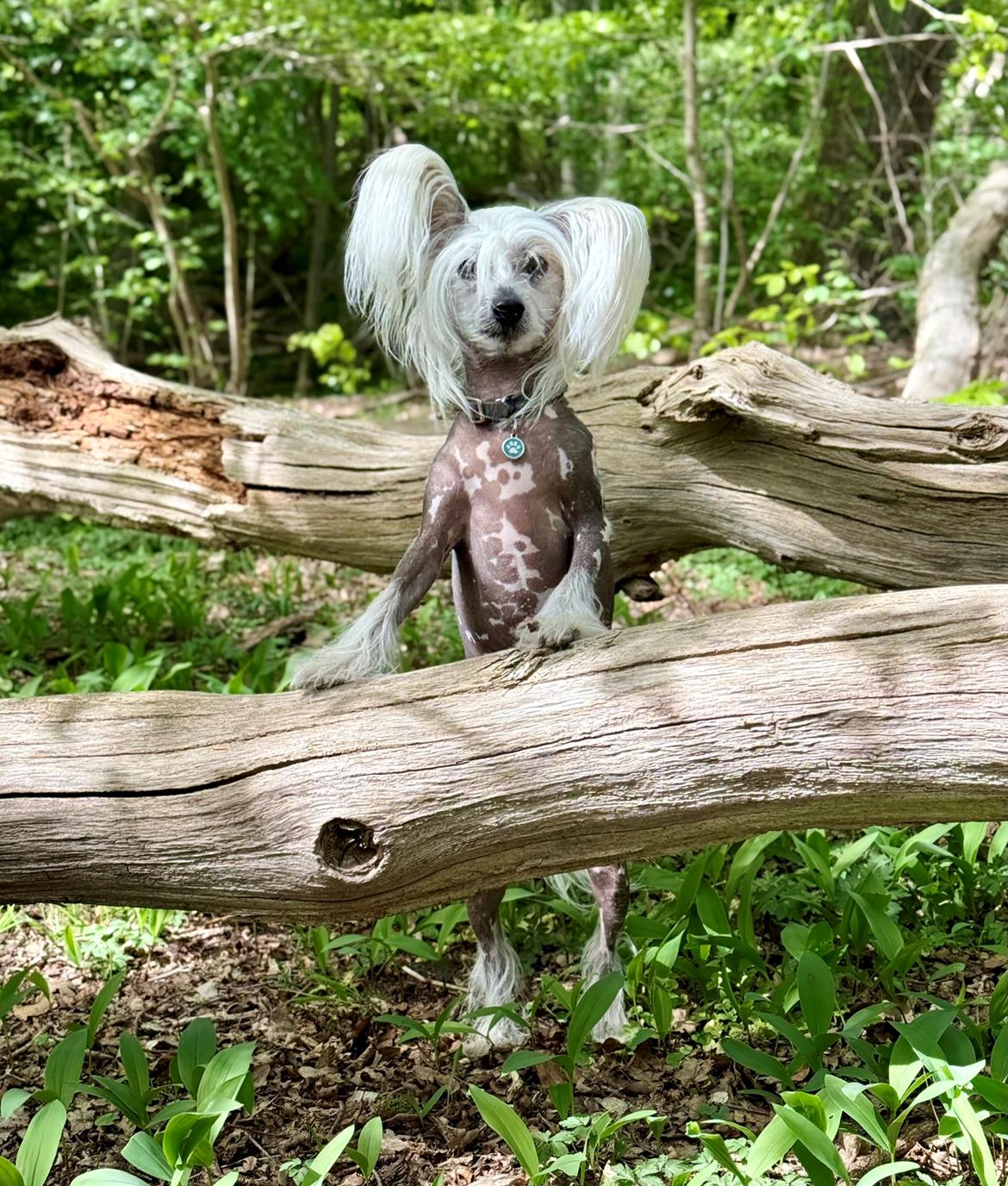Chinese crested hårløs Malthe - Maj 2025 billede 3
