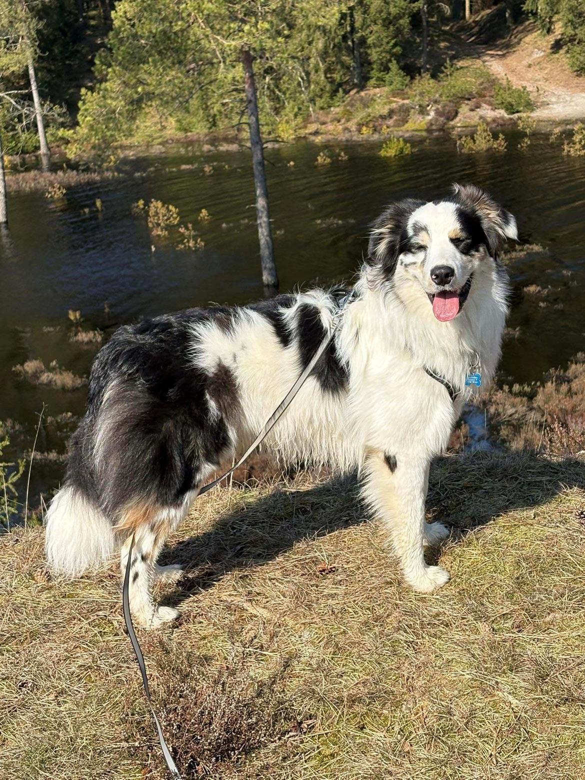 Australian shepherd Milo billede 18