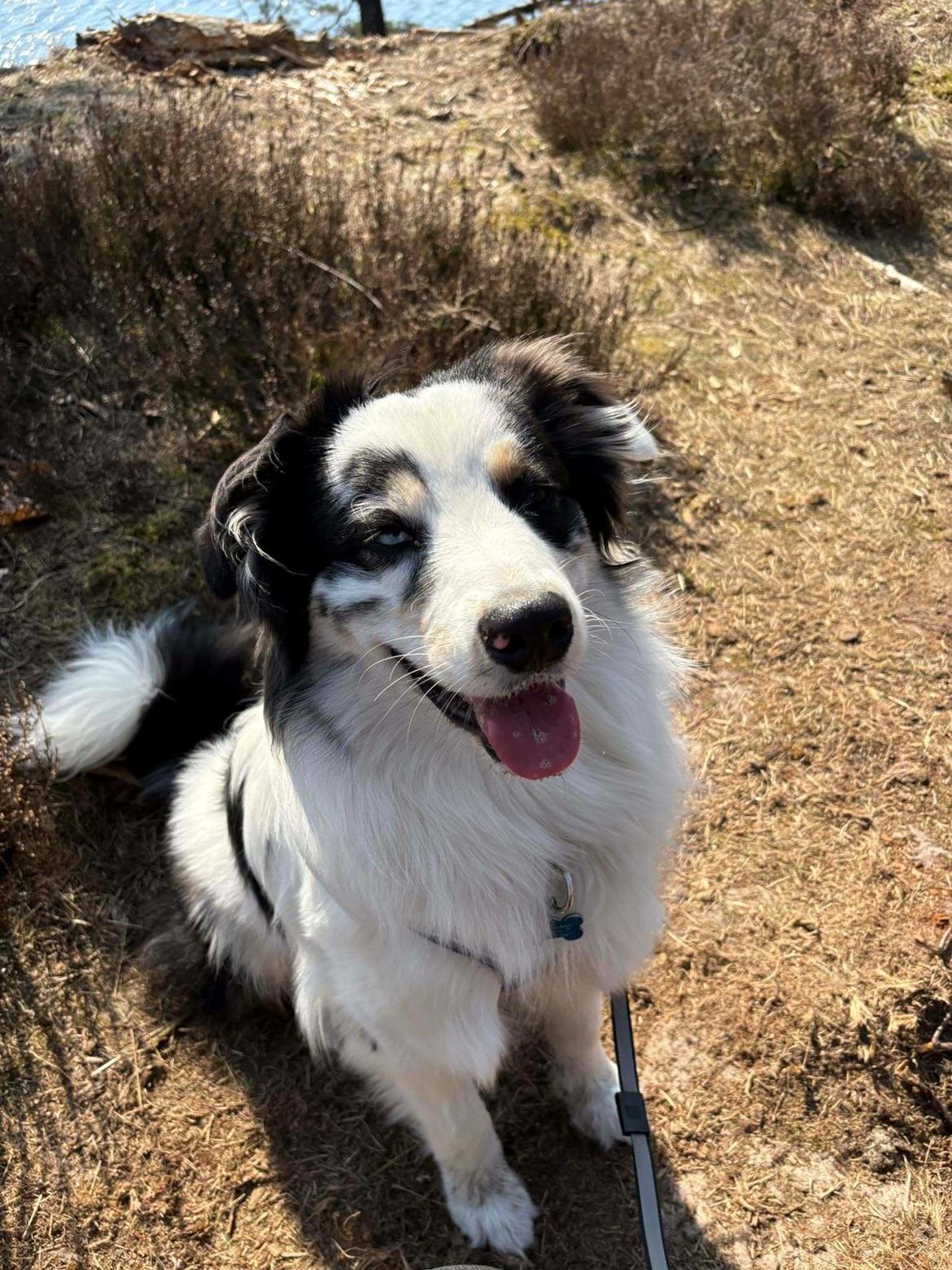 Australian shepherd Milo billede 26