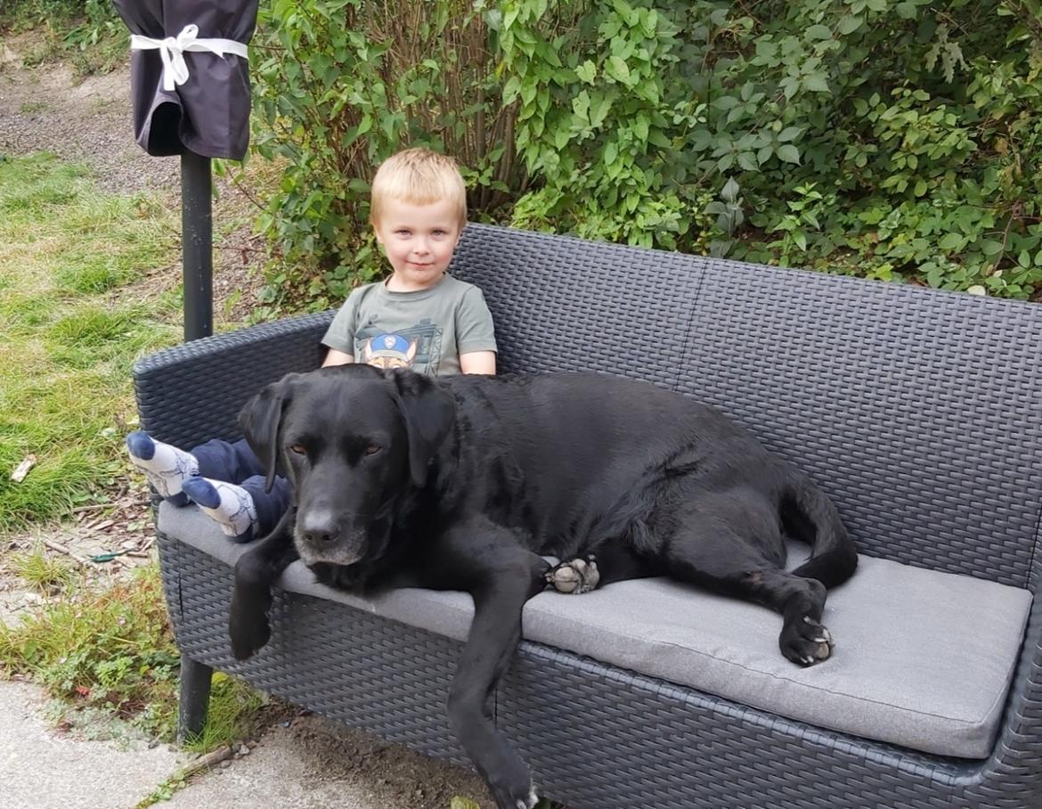 Labrador retriever Monty <3 billede 47