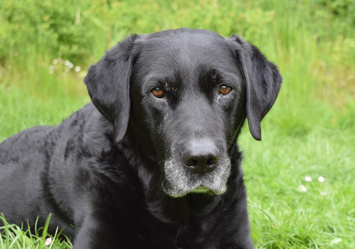 Labrador retriever Monty <3 billede 49