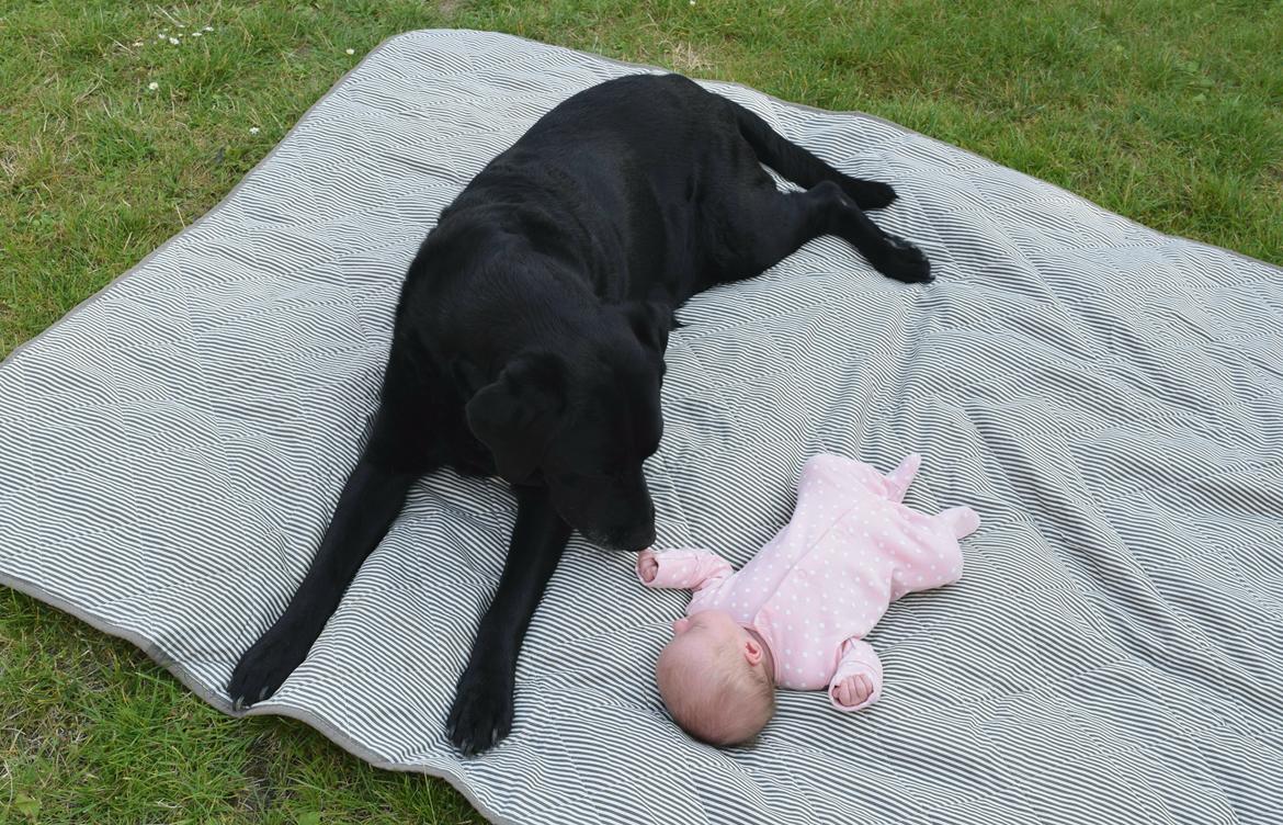 Labrador retriever Monty <3 billede 50