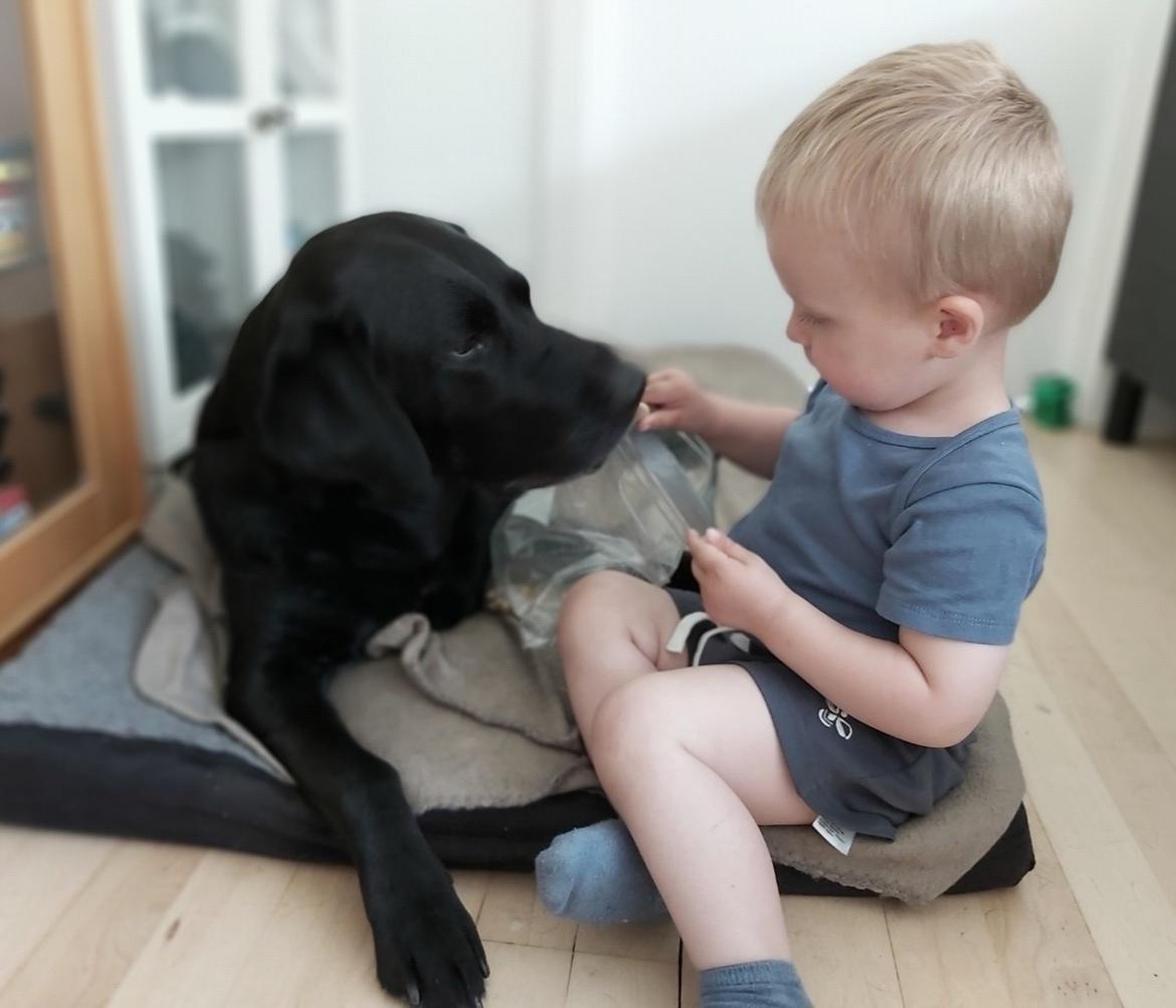 Labrador retriever Monty <3 billede 48